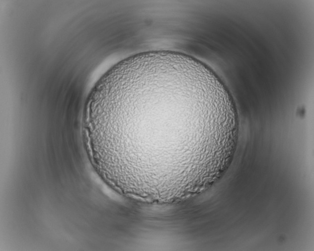 X0000110961294200907022212