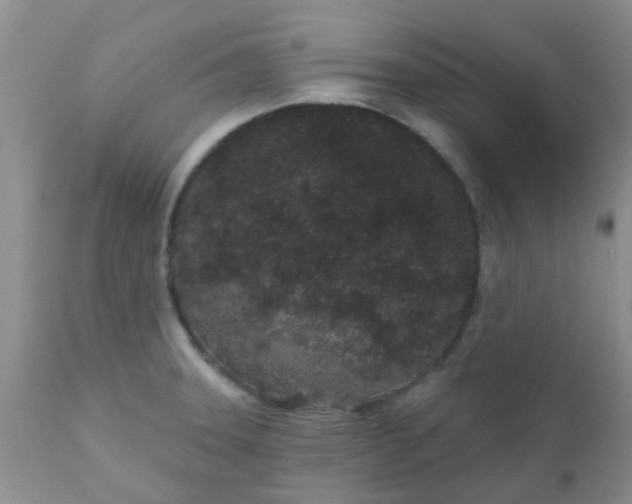 X0000110961331200907022212