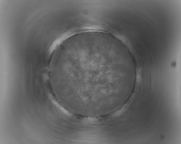 X0000110961357200907022211