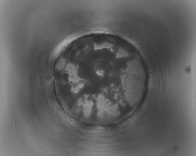 X0000110961359200907022211