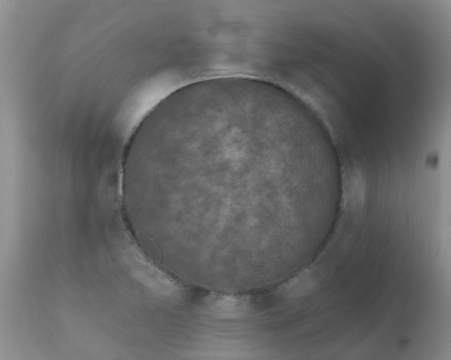 X0000110961365200907022211