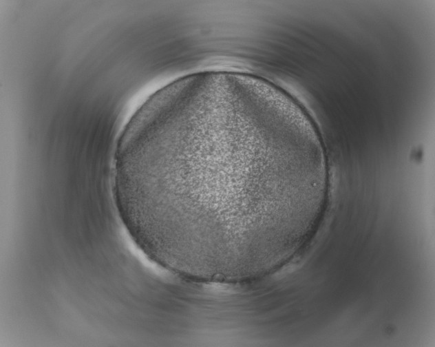 X0000110961379200907022211