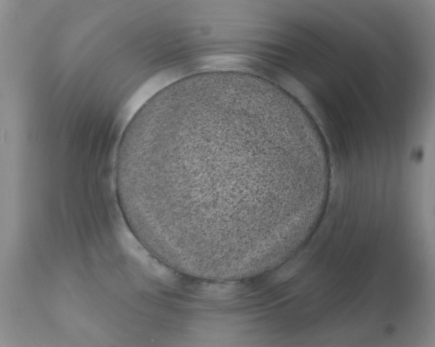 X0000110961386200907022211