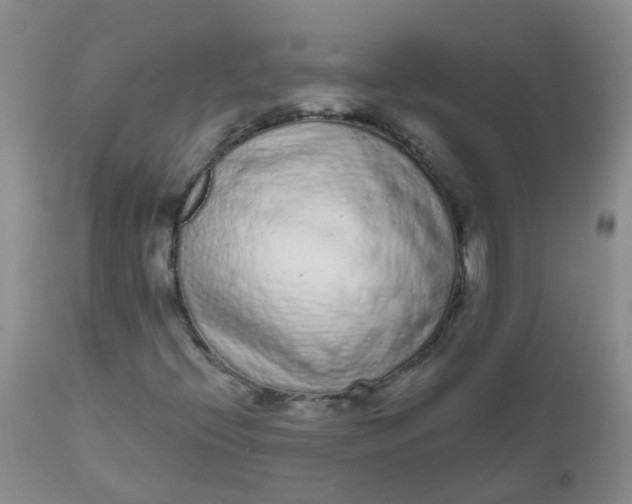 X0000110961396200907022210