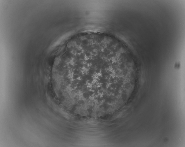 X0000110961399200907022210