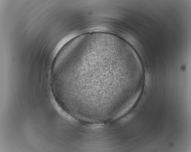 X0000110961426200907022211