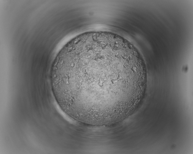 X0000110961429200907022211