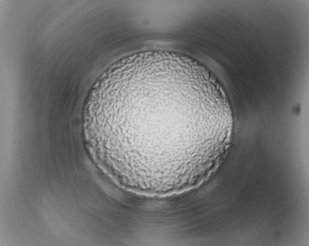 X0000110961435200907022211