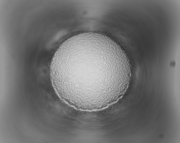 X0000110961446200907022210