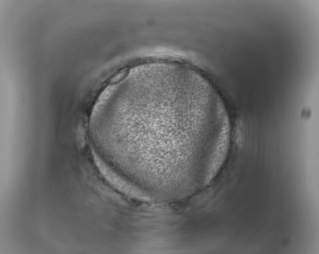 X0000110961493200907022208