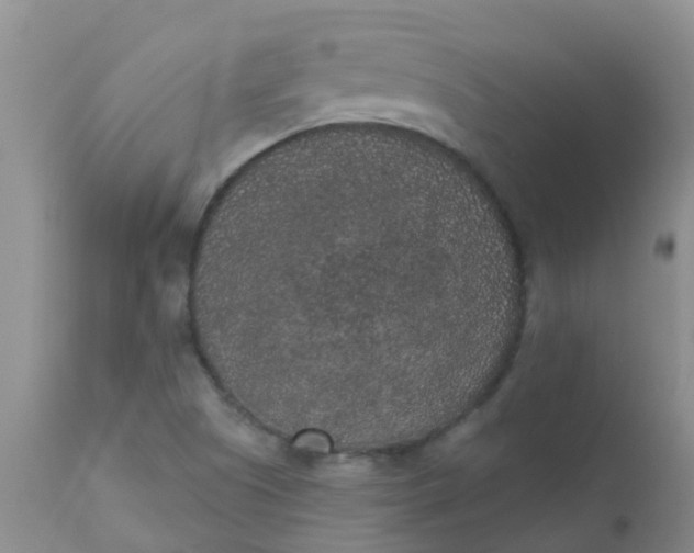 X0000110961505200907022209