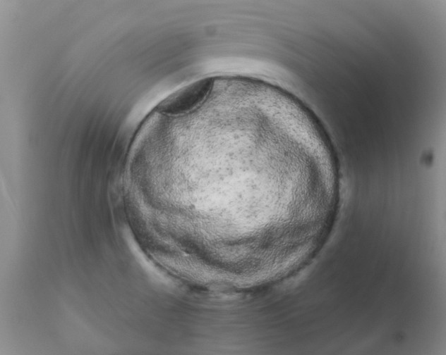 X0000110961521200907022209