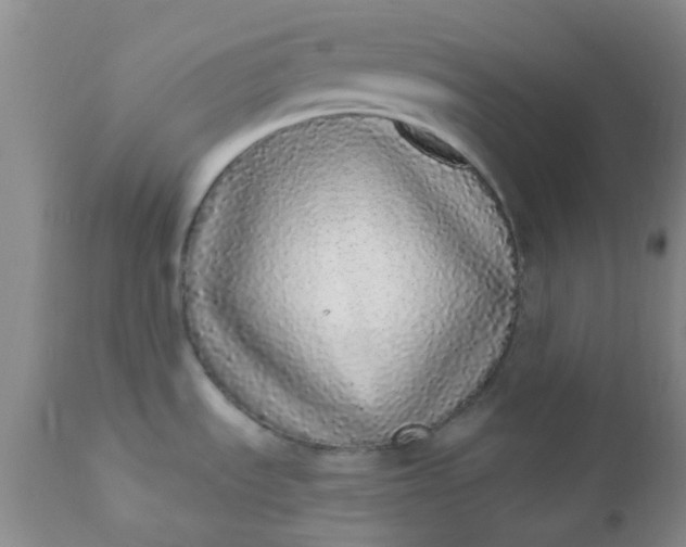 X0000110961535200907022209