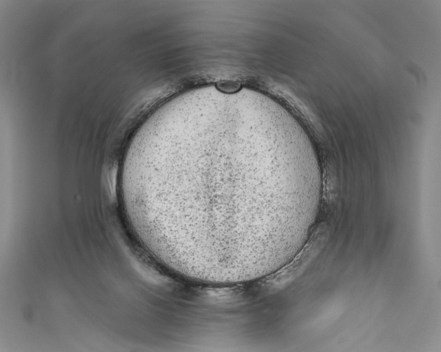 X0000110960070200907101336