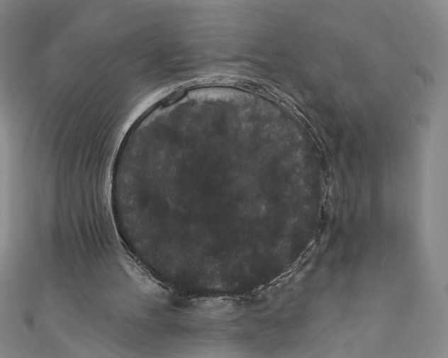 X0000110960100200907101336