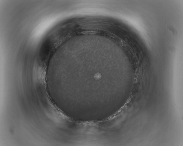 X0000110960146200907101335