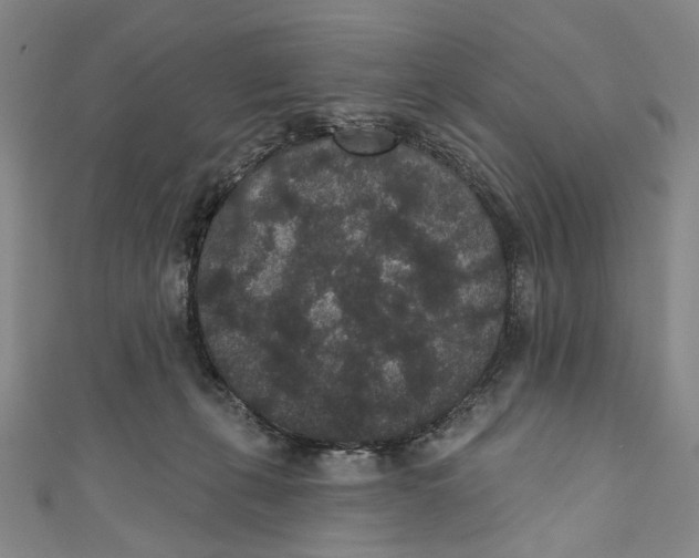 X0000110960271200907101334