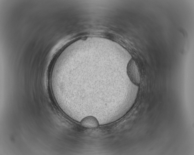 X0000110960294200907101333