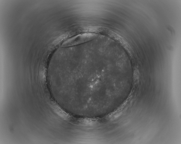 X0000110960305200907101333