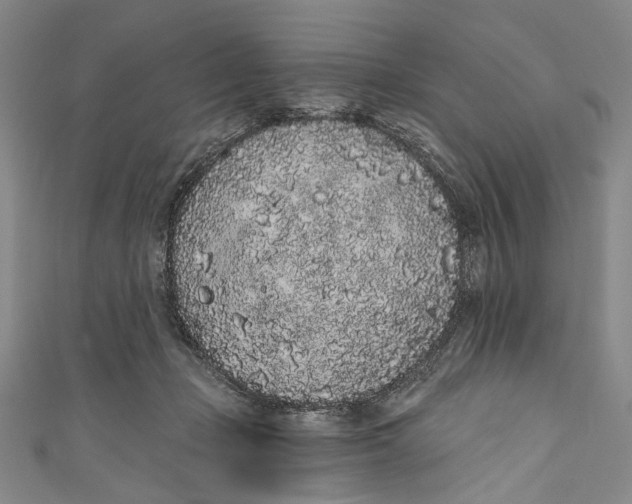 X0000110960365200907101333