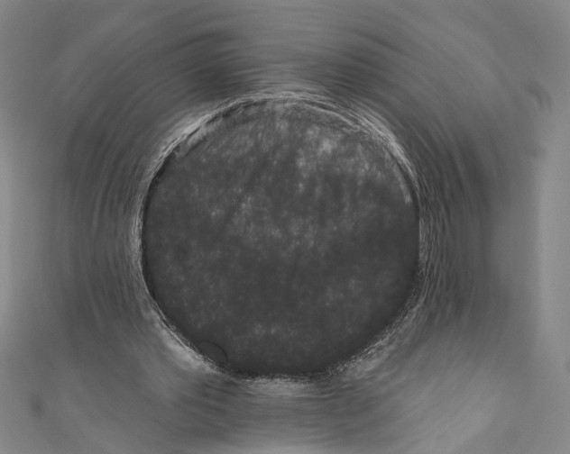 X0000110960389200907101332