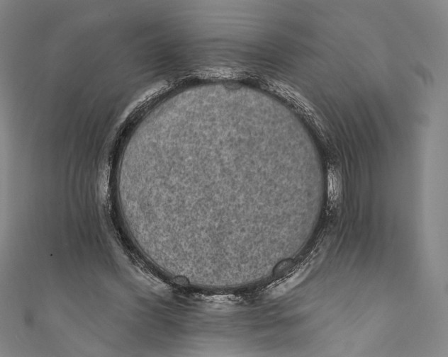 X0000110960396200907101332