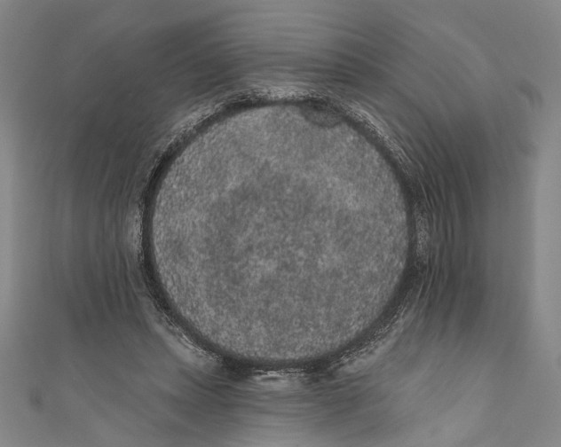 X0000110960447200907101331