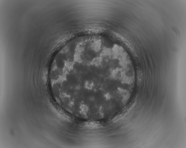 X0000110960451200907101331