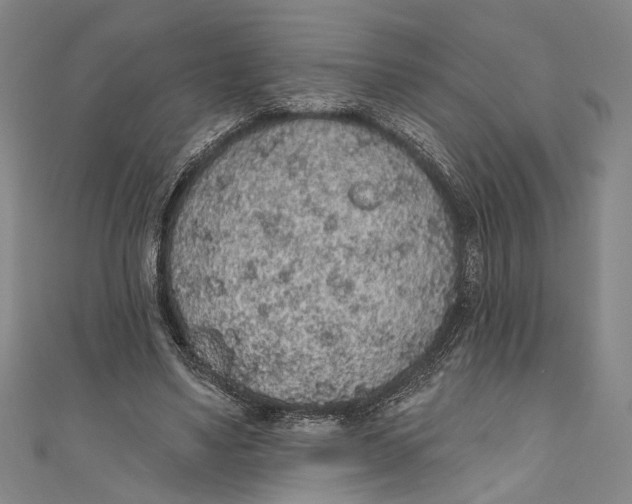 X0000110960491200907101330