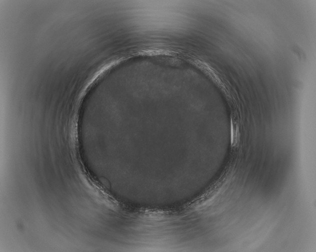 X0000110960531200907101329