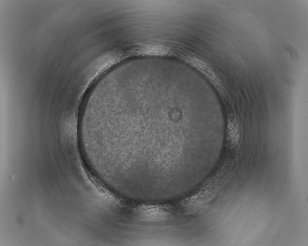 X0000110960534200907101329