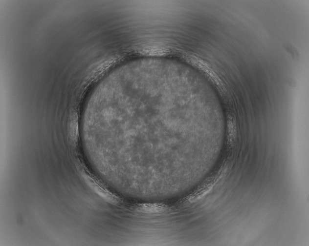 X0000110960541200907101329