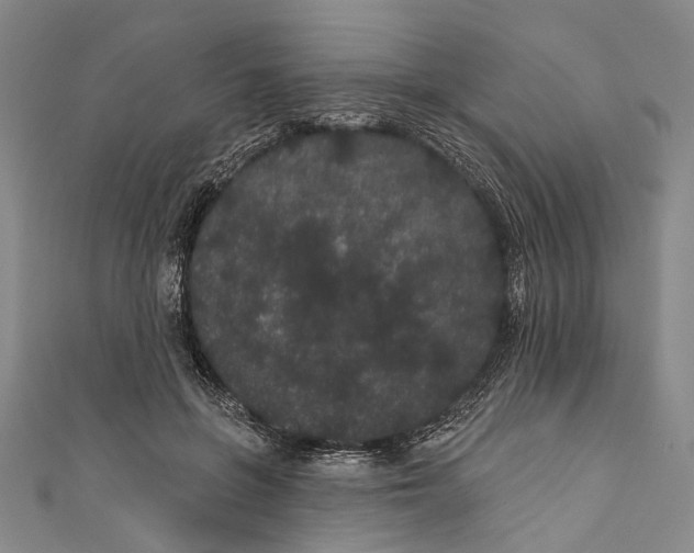 X0000110960551200907101329