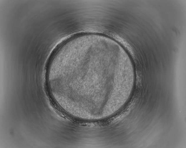 X0000110960580200907101329