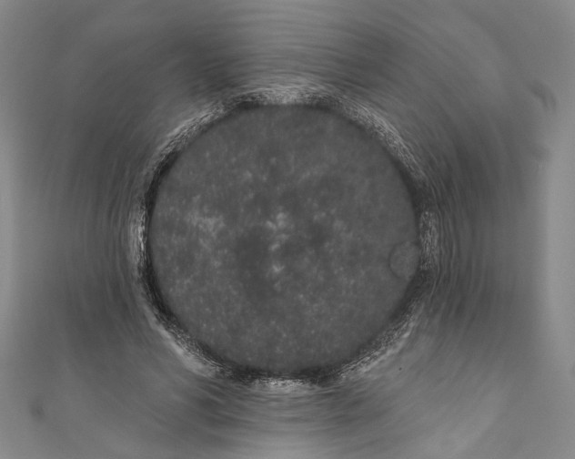 X0000110960590200907101329