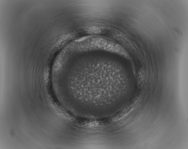 X0000110960600200907101329