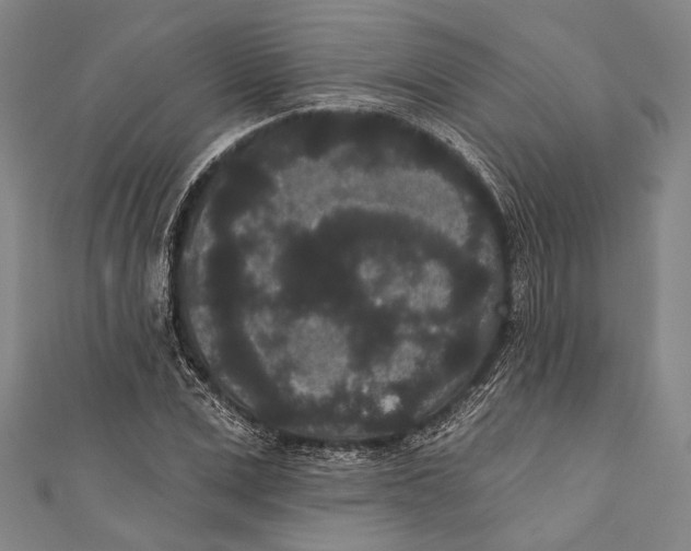 X0000110960975200907101324