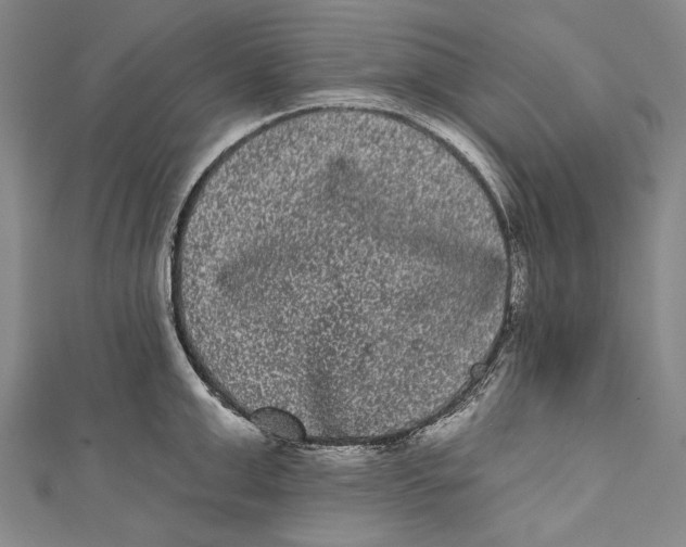 X0000110960999200907101324