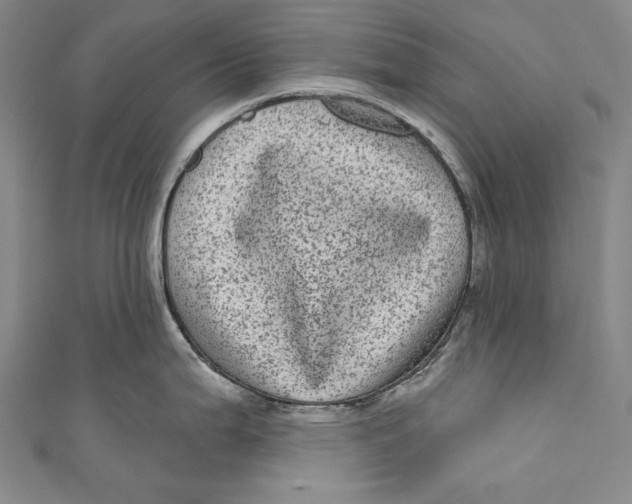 X0000110961199200907101321