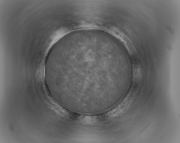 X0000110961365200907101319