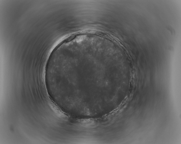 X0000110960100200907171658