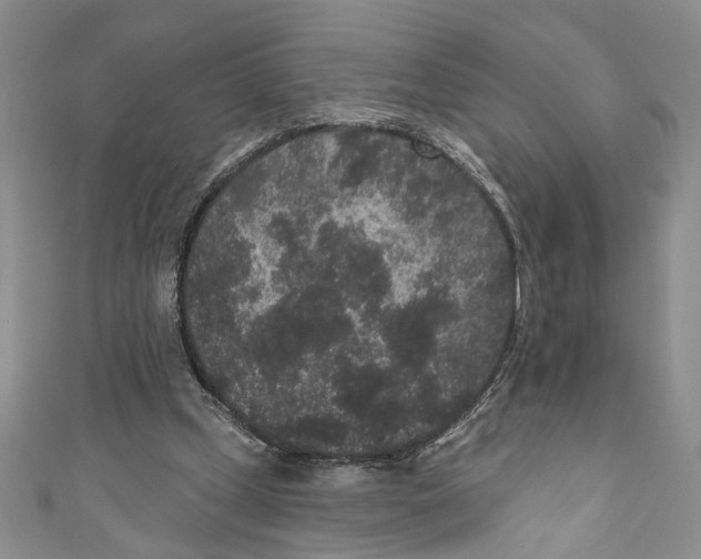 X0000110960249200907171655