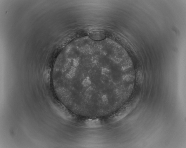 X0000110960271200907171655
