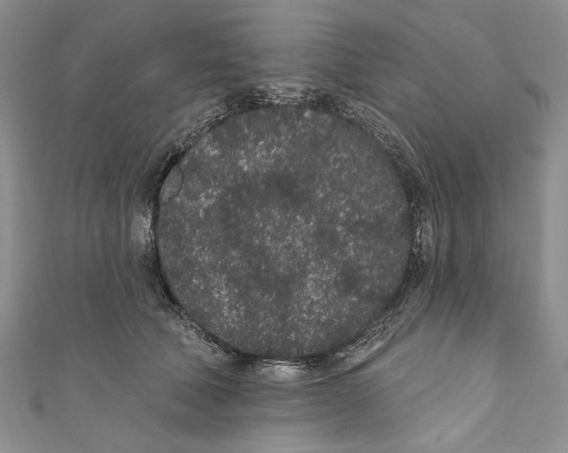X0000110960610200907171651