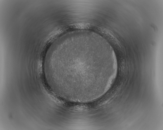 X0000110960696200907171650