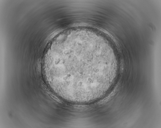 X0000110960921200907171646