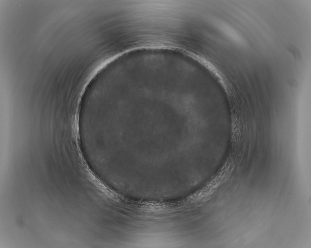 X0000110960935200907171646