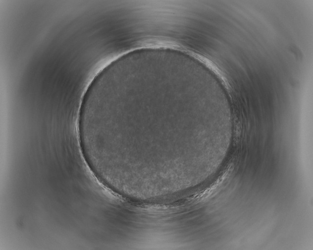 X0000110960943200907171646