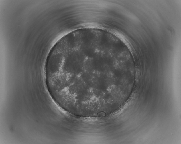 X0000110961141200907171644