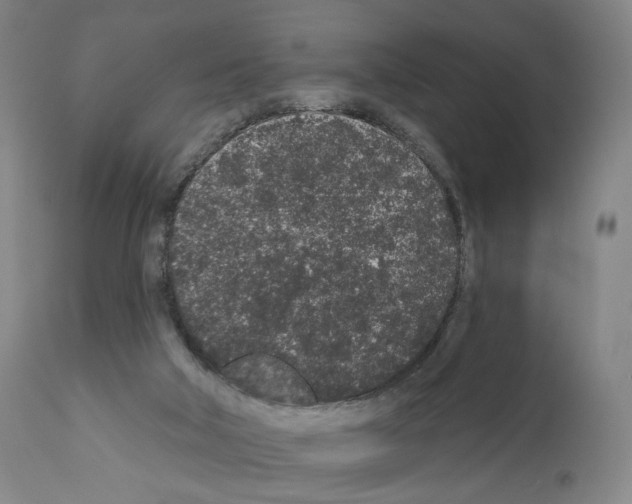 X0000110960018200907311117